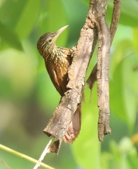Dendroplex picus