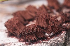 Stemonitis