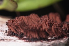 Stemonitis