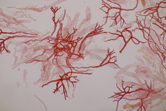 Scytinostroma hemidichophyticum