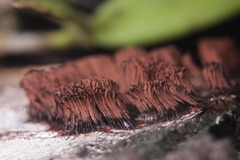 Stemonitis