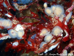 Aplidium pallidum