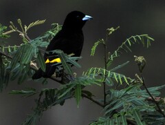 Ramphocelus flammigerus icteronotus