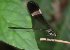 Polythoridae