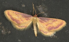Zygophyxia roseocincta