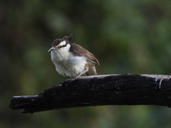 Campylorhynchus griseus