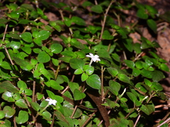 Sipanea biflora