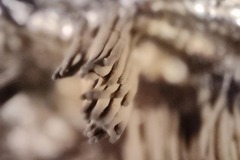 Stemonitis