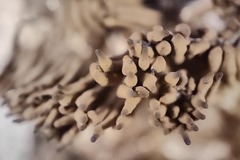 Stemonitis