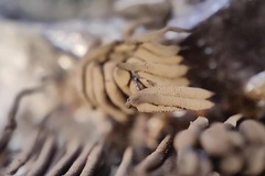 Stemonitis