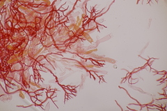 Scytinostroma hemidichophyticum