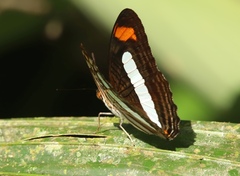Adelpha iphiclus