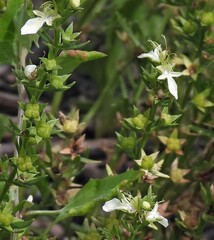 Teucrium cubense