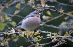 Fringilla coelebs