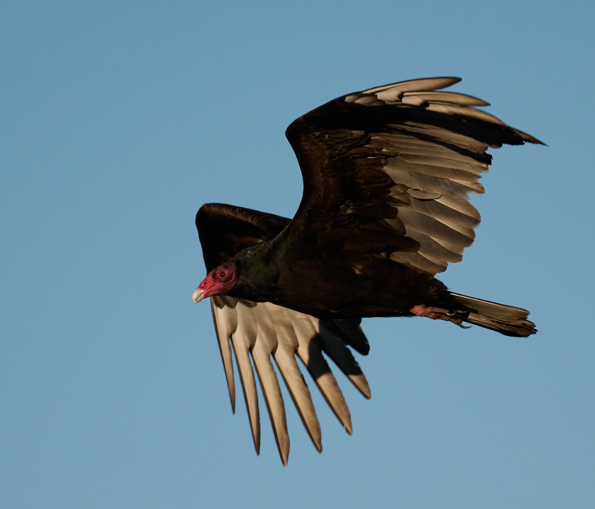 Cathartes Aura (Linnaeus, 1758)