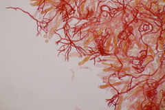 Scytinostroma hemidichophyticum