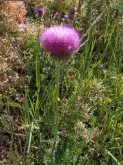 Carduus uncinatus
