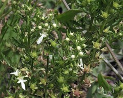 Teucrium cubense