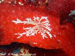 Calliblepharis ciliata