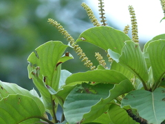 Hymenodictyon obovatum