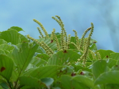 Hymenodictyon obovatum