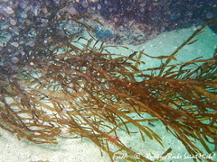 Desmarestia ligulata