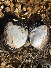 Lasmigona complanata