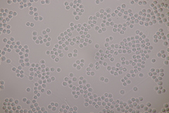 Scytinostroma hemidichophyticum