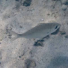 Eucinostomus