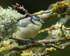 Cyanistes caeruleus