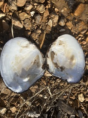 Lasmigona complanata