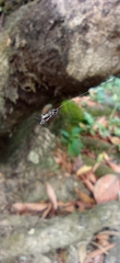 Micrathena