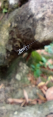 Micrathena