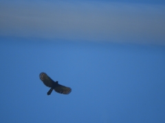 Spizaetus tyrannus