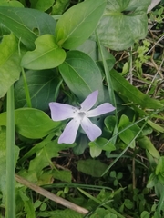 Vinca difformis