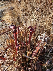Sarracenia jonesii