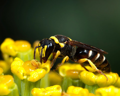 Hylaeus pictus