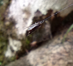 Micrathena