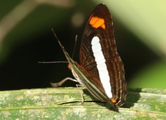 Adelpha iphiclus