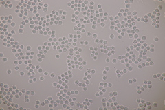 Scytinostroma hemidichophyticum