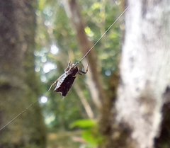 Micrathena
