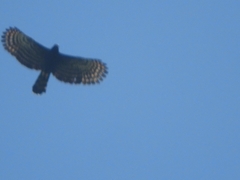 Spizaetus tyrannus