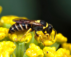Hylaeus pictus