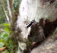 Micrathena