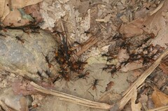 Eciton burchellii