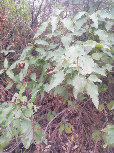 Avistamiento Cistus populifolius
