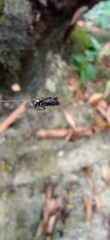 Micrathena