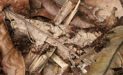 Eciton burchellii