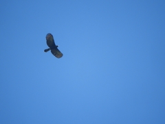 Spizaetus tyrannus