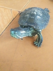 Trachemys callirostris